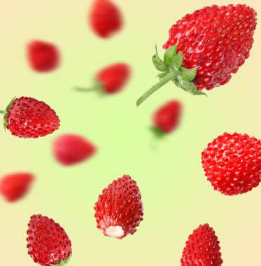 Taze olgun yabani çilekler, renk değişimine karşı.