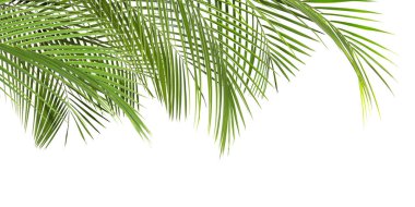 Beyaz arka planda parlak yeşil palmiye yaprakları. Tropik bitki