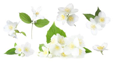 Yeşil çiçekli yasemin çiçekleri beyaz üzerine izole edilmiş.