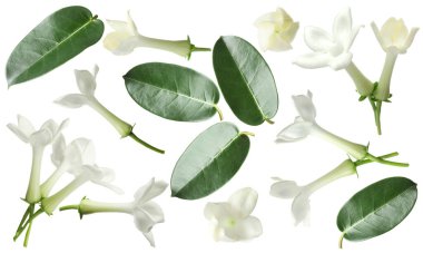 yasemin çiçekleri ve yapraklar beyaz üzerine izole edilmiş, set