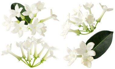 yasemin çiçekleri ve yapraklar beyaz üzerine izole edilmiş, set