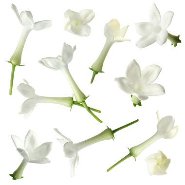 Küçük yasemin çiçekleri beyaza saçılmış.