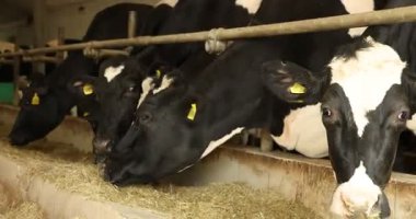 Süt çiftliğindeki ahırın içinde çitlerin yanında saman yiyen şirin inekler.