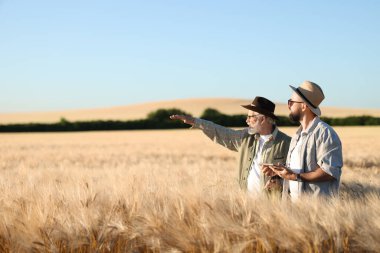 Olgun buğdaylı çiftçiler açık havada, metin için alan