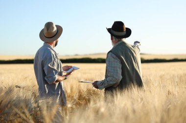 Olgun buğdaylı tarlada çiftçiler, arka manzara