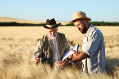 Olgun buğdaylı tarlada çiftçiler