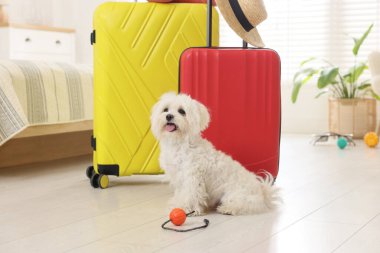 Evcil hayvan oteli. Şirin Maltese köpeği ve bavulları yerde.