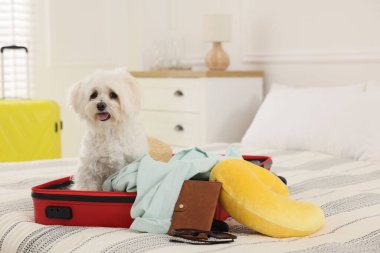 Evcil hayvan oteli. Bavulda sevimli bir Maltese köpeği ve yatağında kişisel eşyaları var.