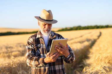 Olgun buğday tarlasında tabletli kıdemli çiftçi.