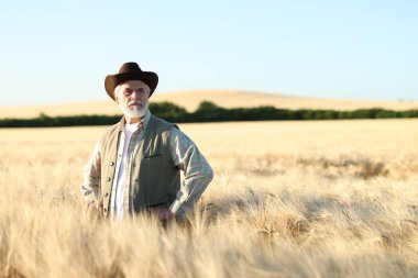 Olgun buğdayla tarlada kıdemli çiftçi açık havada, metin için alan