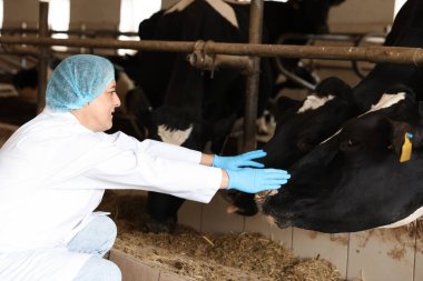 Süt çiftliğindeki ahırın içinde şirin inekleri olan veteriner.