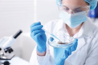 Laboratuvar ve seçici odak noktasında Petri kabında numuneyle çalışan bilim adamı