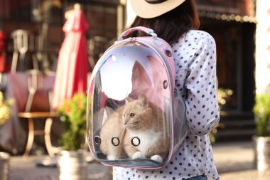 Sırt çantalı kedisi olan bir kadın. Şehir caddesinde, yakın plan.