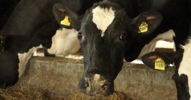 Süt çiftliğindeki ahırın içinde çitlerin yanında saman yiyen şirin inekler. Kamera sola hareket ediyor