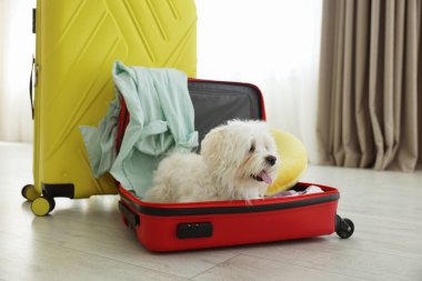 Evcil hayvan oteli. Bavulda şirin bir Maltese köpeği ve yerde kişisel eşyaları var.