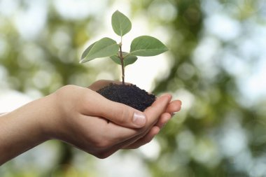 Yeşil filizli toprağı tutan adam, yakın plan. Umut