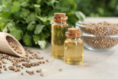 Kişniş yağı şişelerde, tohumlarda ve kişniş yapraklarında ışık masasında, yakın çekim