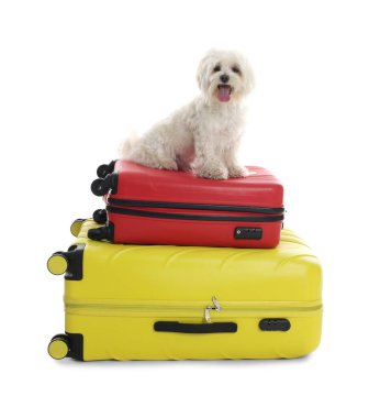 Evcil hayvan oteli. Beyaz arka planda şirin Malta köpeği ve bavulları.