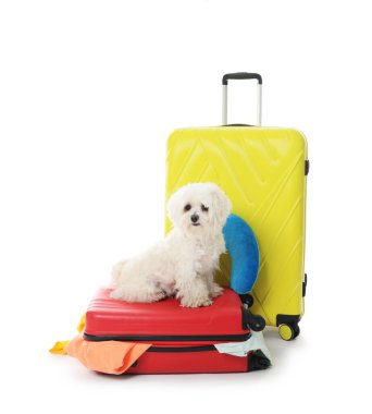 Evcil hayvan oteli. Beyaz arka planda kişisel eşyaları olan şirin Maltese köpeği ve bavullar.