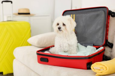 Evcil hayvan oteli. Kanepede kişisel eşyalarıyla birlikte bavuldaki şirin Maltese köpeği.