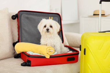 Evcil hayvan oteli. Kanepede kişisel eşyalarıyla birlikte bavuldaki şirin Maltese köpeği.