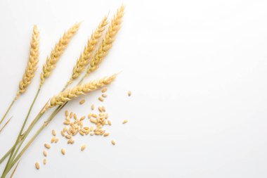 Beyaz arka planda buğday filizi ve tohumlar düz yerde. Metin için boşluk