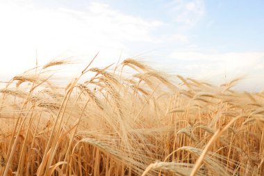 Tarlada yetişen altın buğday kulakları, yakın plan