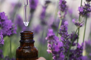 Lavanta yağı şişenin içine dökülüyor, çiçek tarlasında, yakın plan