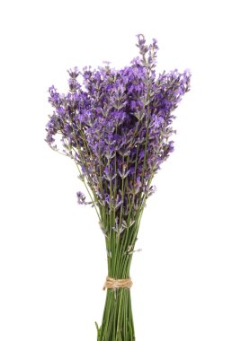 Beyaz bir demet güzel lavanta çiçeği