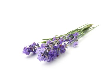 Güzel kokulu lavanta çiçekleri beyazda izole edilmiş.