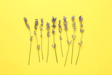 Sarı arkaplandaki lavanta çiçekleri düzdü.