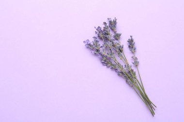 Menekşe arkaplanda lavanta çiçekleri, üst manzara. Metin için boşluk