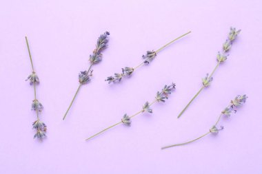 Menekşe arkaplanda, düz uzanmış Aromatik lavanta çiçekleri