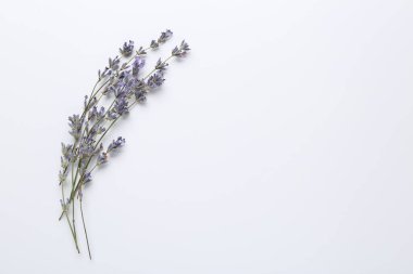 Beyaz arka planda Aromatik lavanta çiçekleri, üst manzara. Metin için boşluk