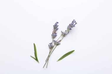 Aromatik lavanta çiçekleri ve beyaz arka planda yapraklar.