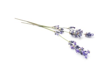Güzel kokulu lavanta çiçekleri beyaz üzerinde izole edilmiş.