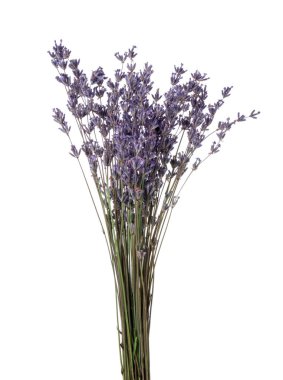 Beyaz bir demet kokulu lavanta çiçeği