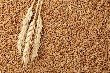 Arkaplan olarak buğday taneleri ve çiviler, üst görünüm