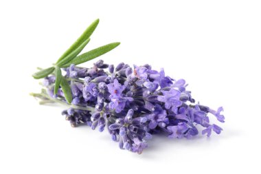 Güzel lavanta beyazı izole edilmiş. Güzel kokulu çiçekler.