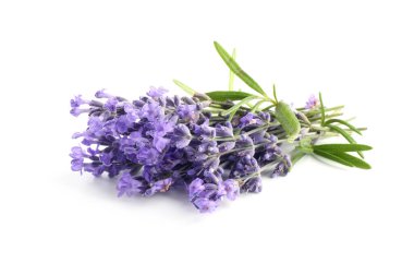 Güzel lavanta beyazı izole edilmiş. Güzel kokulu çiçekler.