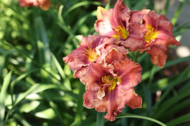 Açık havada güzel mercan zambakları, yakın çekim manzarası.