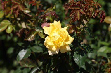 Güzel sarı gül çiçeği, yakın çekim manzarası.