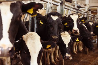 Süt çiftliğindeki ahırın içinde çitin yanındaki şirin inekler.