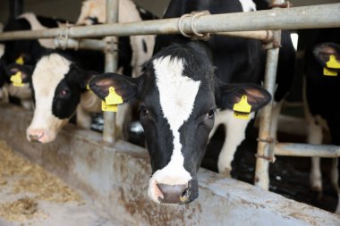 Süt çiftliğindeki ahırın içinde çitin yanındaki şirin inekler.