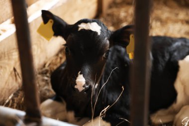 Süt çiftliğindeki ahırda şirin bir buzağı.