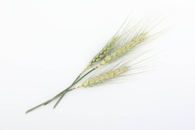 Beyaz arka planda birçok yeşil buğday başakları, üst görünüm