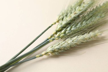 Bej arka planda birçok yeşil buğday sivri uçlu, yakın plan