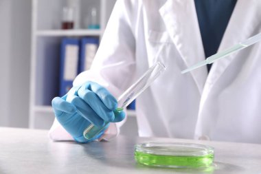 Test tüpü ve pipetten örnek damlatan bilim adamı laboratuardaki gri masadaki Petri kabına, yakın plan. Çözüm kimyası