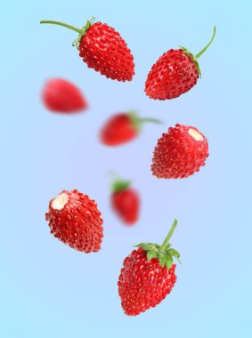 Taze olgun yabani çilekler, renk değişimine karşı.