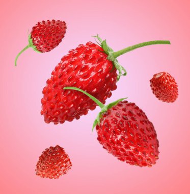 Taze olgun yabani çilekler pembe eğimli arka planda